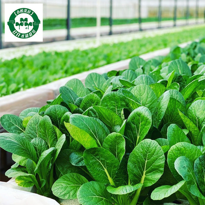 【小松菜餃子】EN WATER FARMS 水耕栽培 鹿児島県産小松菜 ギョーザ 国産 鶏肉 にんにく不使用 ヘルシー 冷凍 生餃子 5パックセット 60個